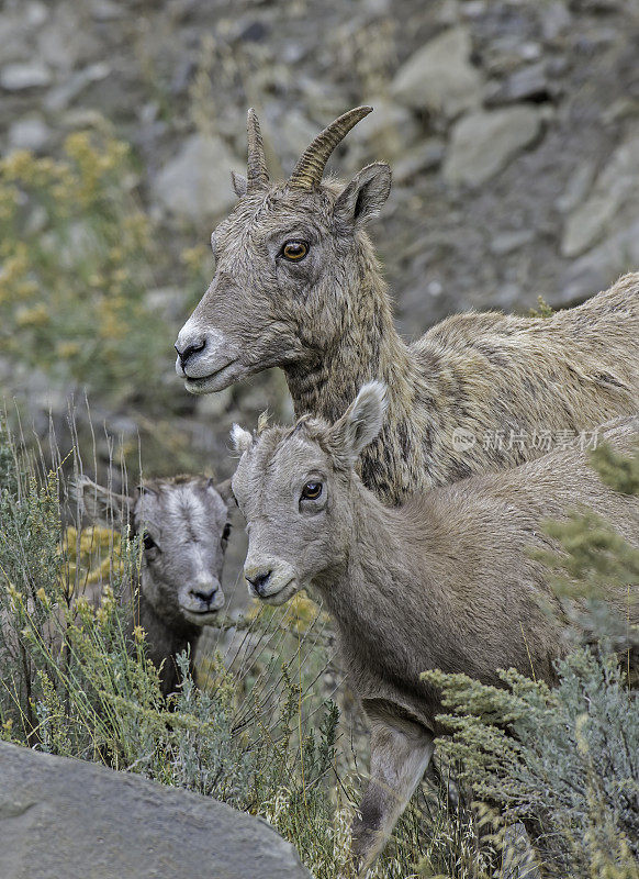大角羊(Ovis canadensis)是一种原产于北美的绵羊，在怀俄明州的黄石国家公园发现。母亲和小动物。